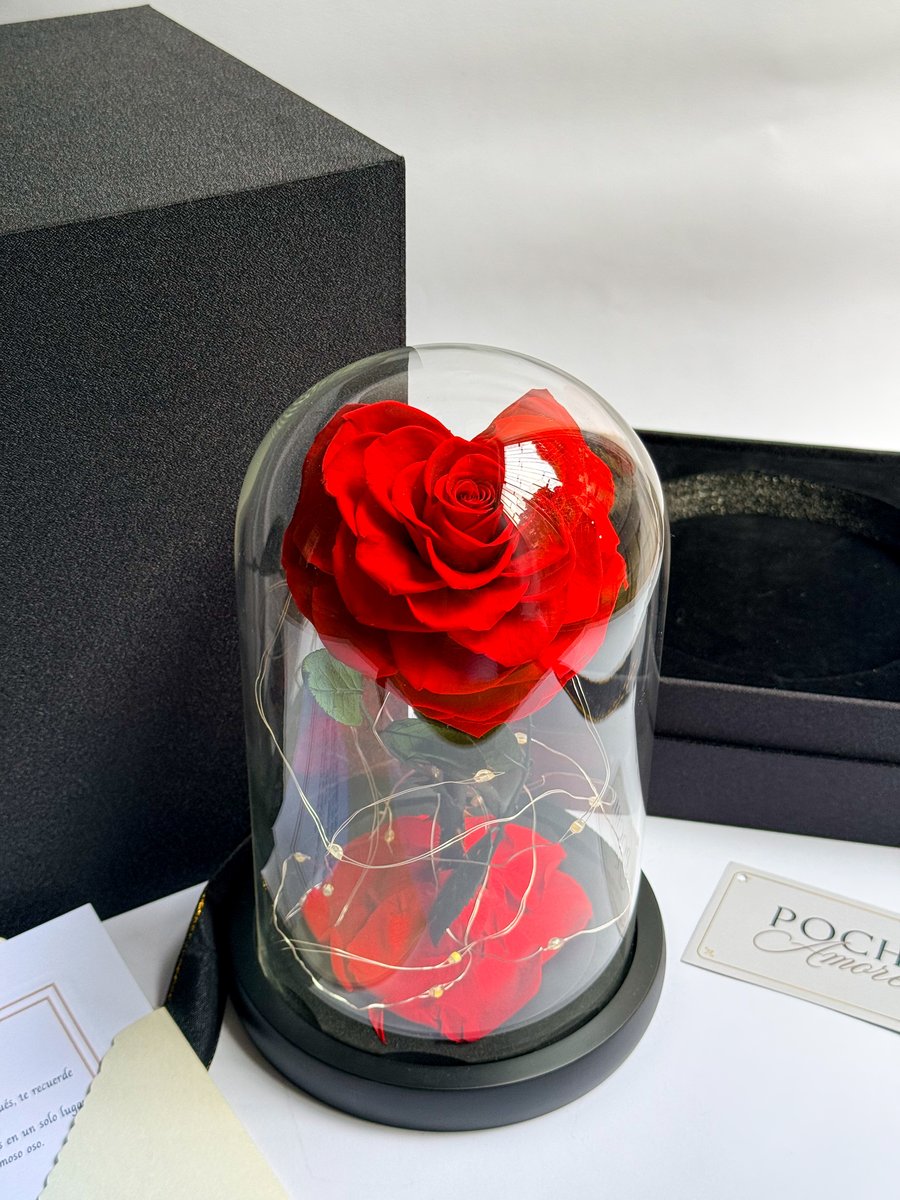 Rosa Eterna Corazón roja en cúpula de vidrio junto a caja abierta