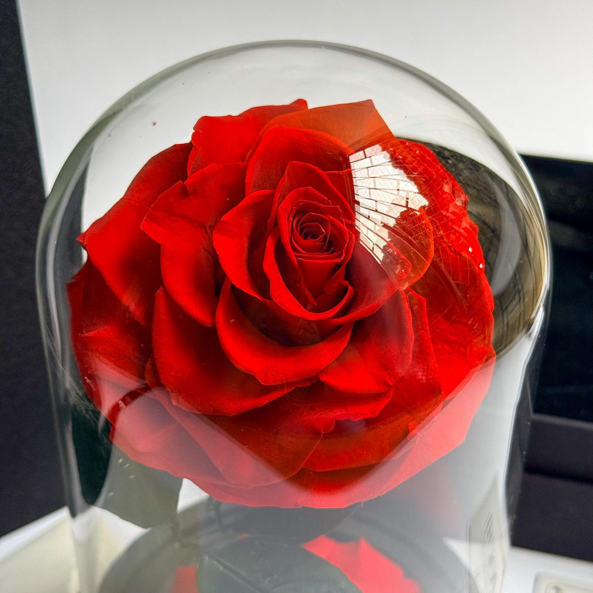 Rosa Eterna Deluxe roja en cúpula de vidrio, close-up del capullo