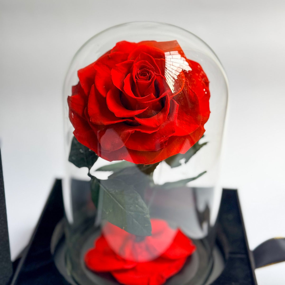 Rosa Eterna Deluxe roja fuera de la cúpula, base negra