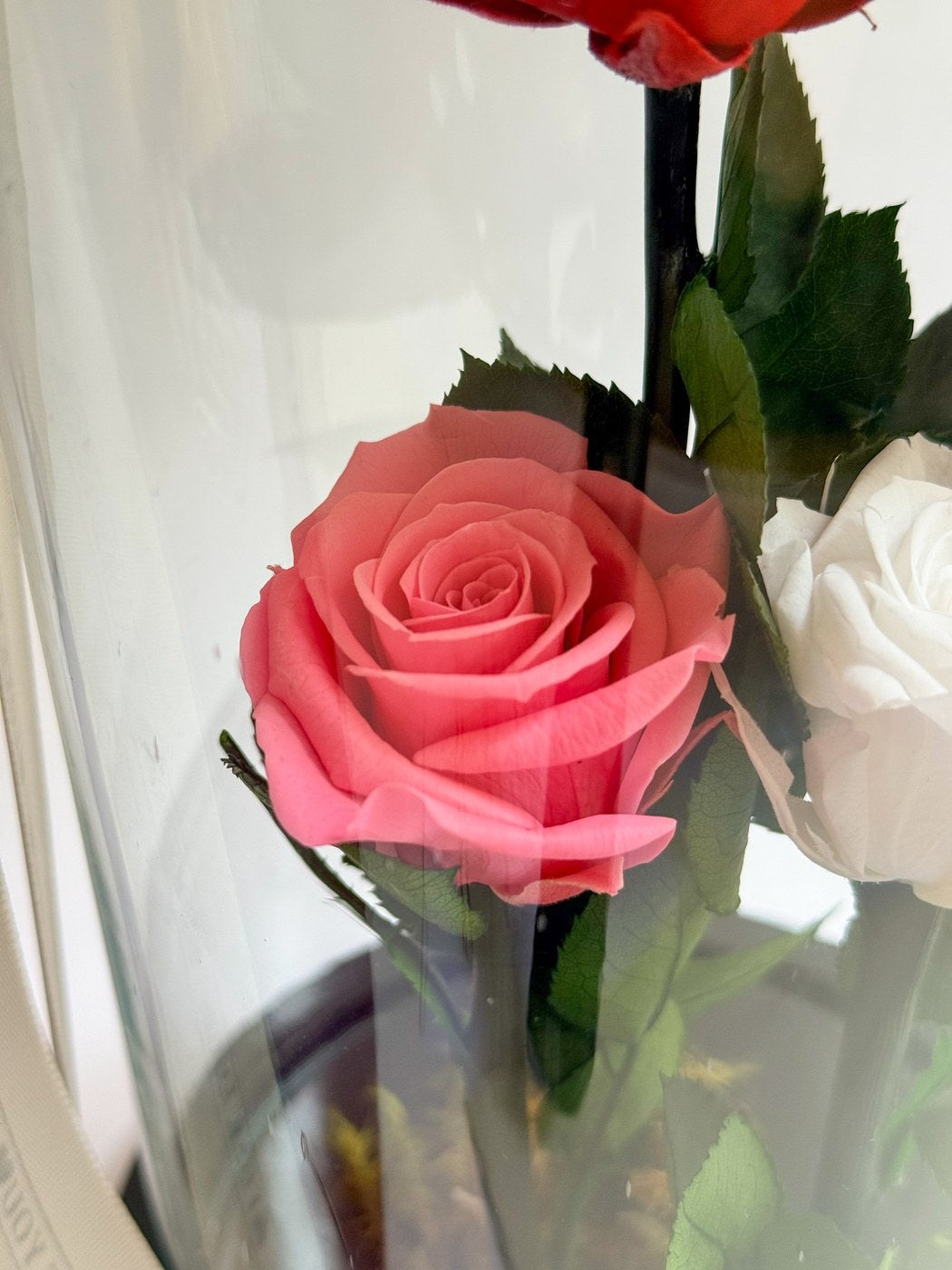 Rosa Eterna Tres Latidos - Grande